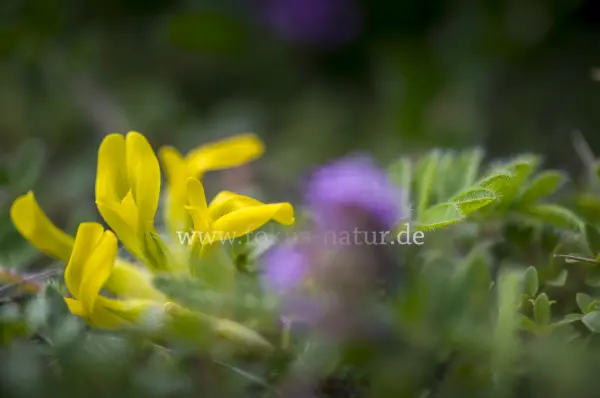 Fokus-Natur Bild