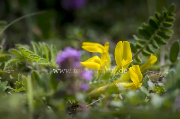 Fokus-Natur Bild