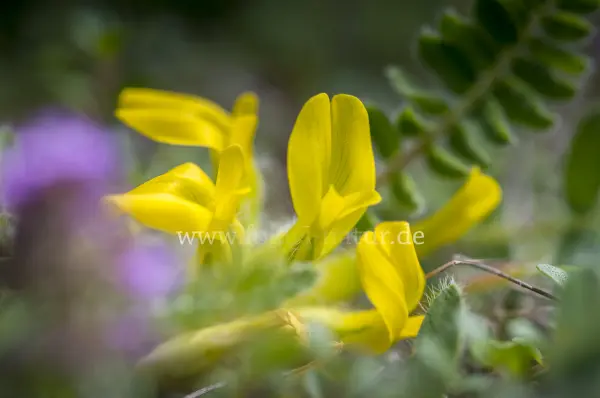 Fokus-Natur Bild