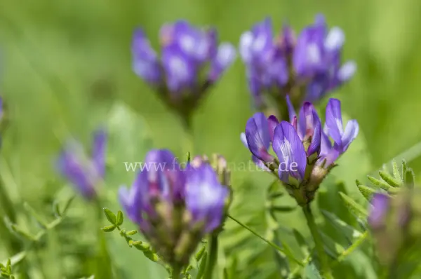 Fokus-Natur Bild