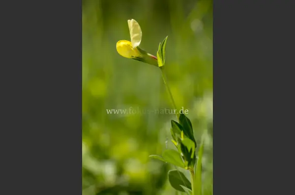 Fokus-Natur Bild