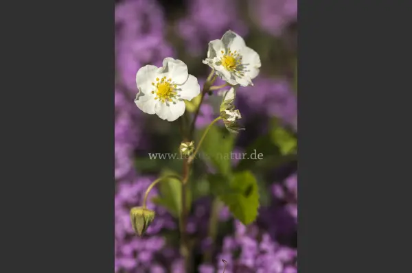 Fokus-Natur Bild