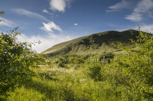 Fokus-Natur Bild