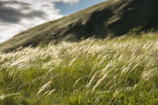Fokus-Natur Bild