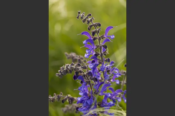 Fokus-Natur Bild