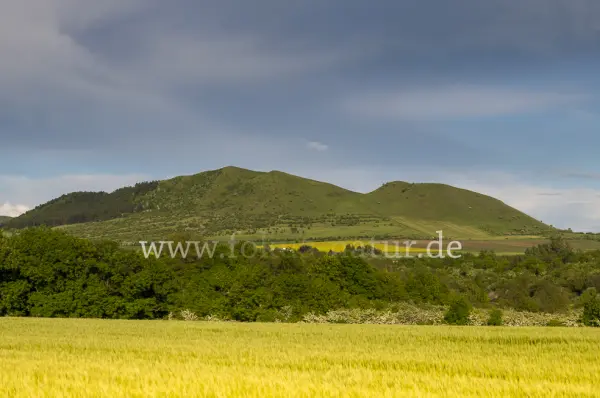 Fokus-Natur Bild