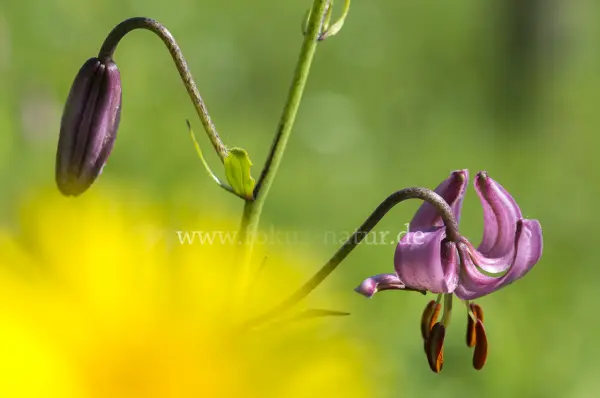 Fokus-Natur Bild