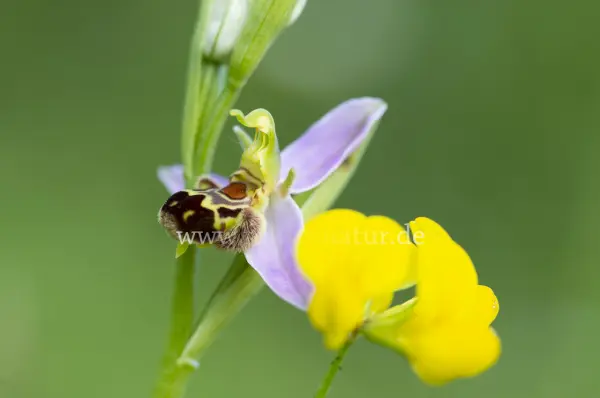 Fokus-Natur Bild