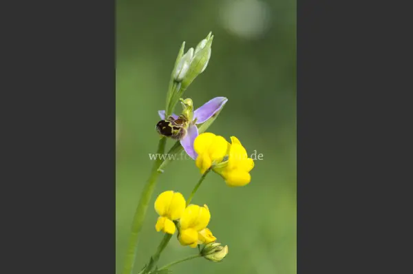 Fokus-Natur Bild