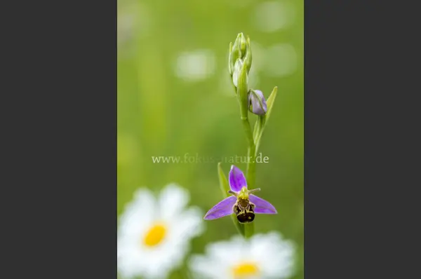 Fokus-Natur Bild