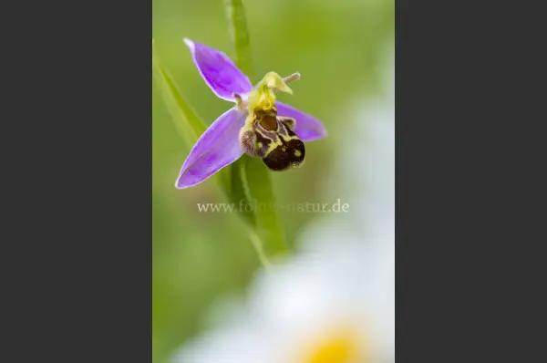 Fokus-Natur Bild