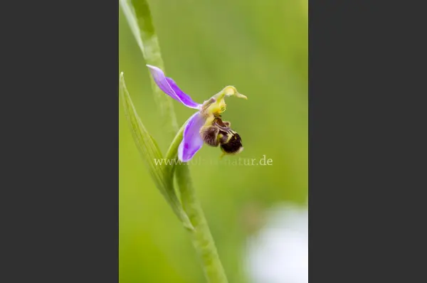 Fokus-Natur Bild