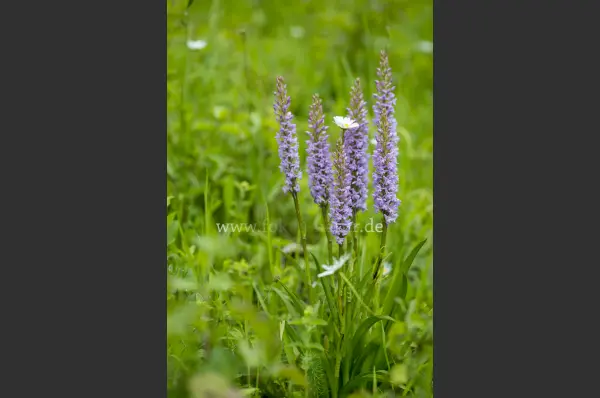 Fokus-Natur Bild
