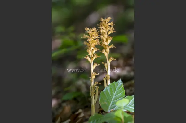 Fokus-Natur Bild