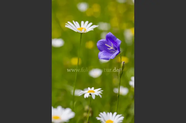 Fokus-Natur Bild