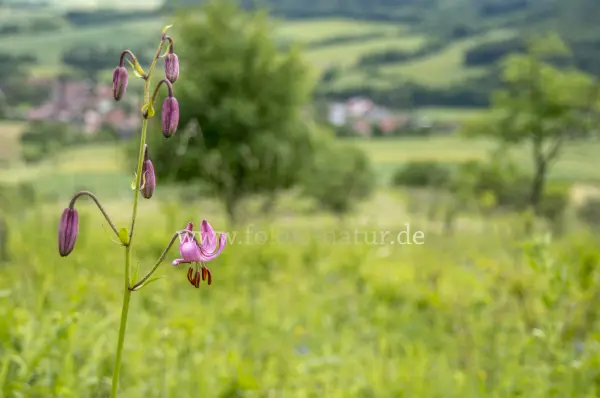 Fokus-Natur Bild