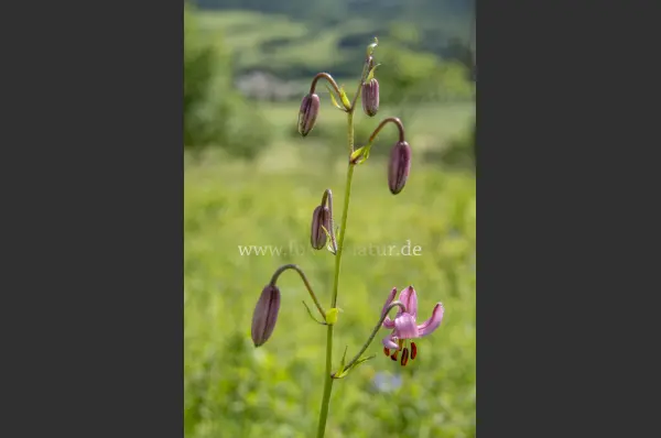 Fokus-Natur Bild