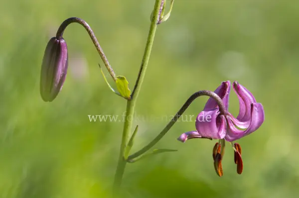 Fokus-Natur Bild