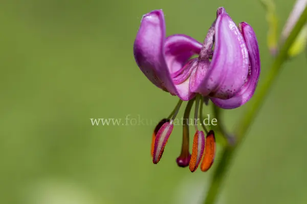 Fokus-Natur Bild