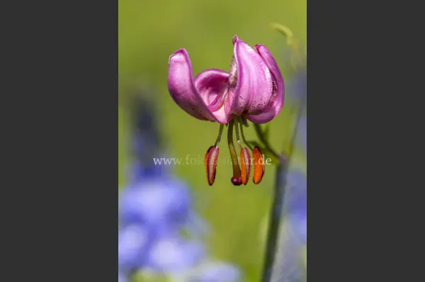 Fokus-Natur Bild