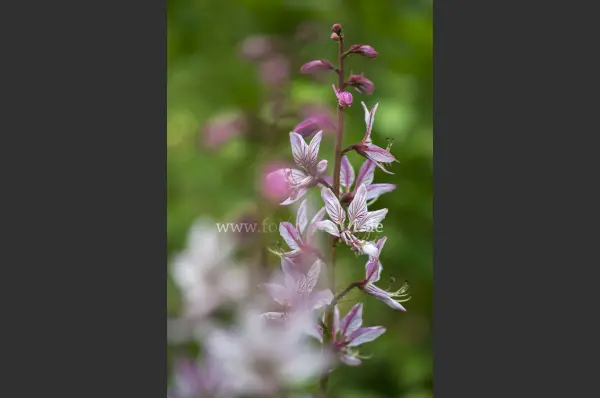 Fokus-Natur Bild