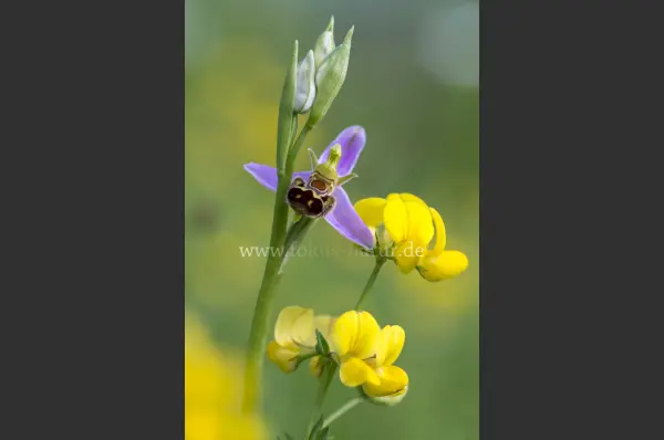 Fokus-Natur Bild