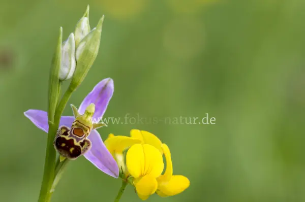 Fokus-Natur Bild