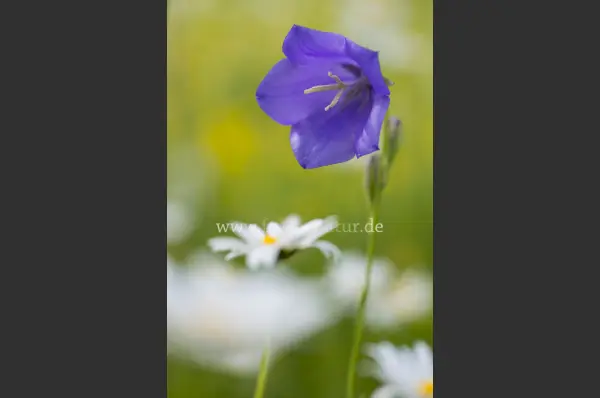 Fokus-Natur Bild