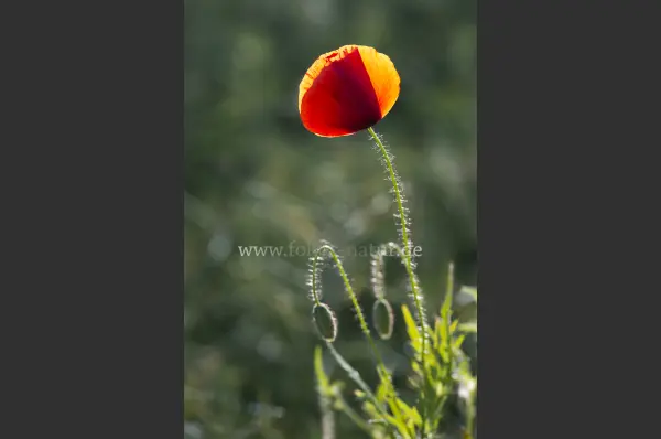 Fokus-Natur Bild