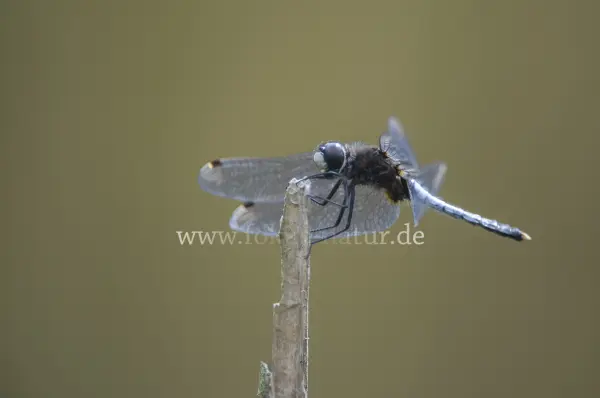 Fokus-Natur Bild