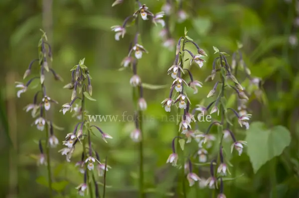 Fokus-Natur Bild