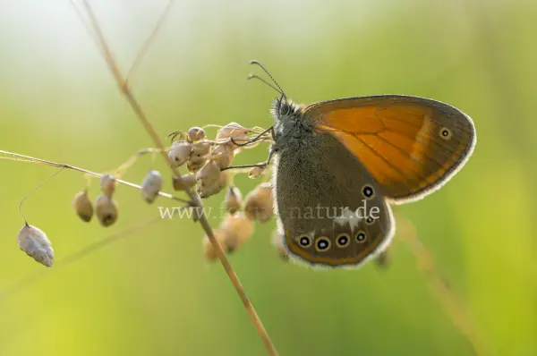 Fokus-Natur Bild
