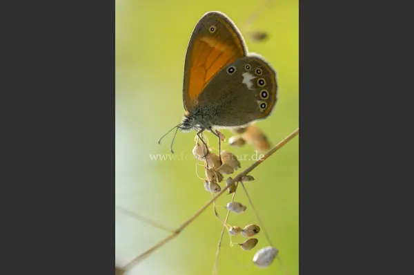 Fokus-Natur Bild