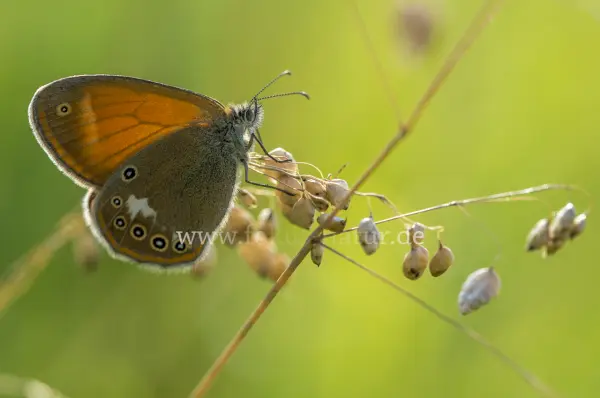 Fokus-Natur Bild