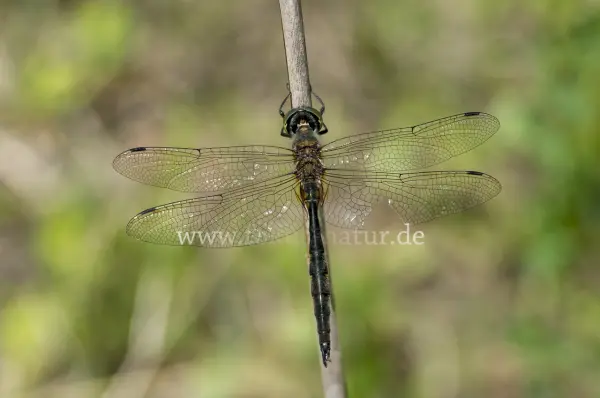 Fokus-Natur Bild
