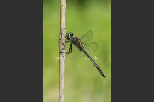 Fokus-Natur Bild
