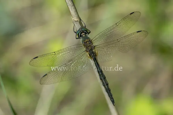Fokus-Natur Bild