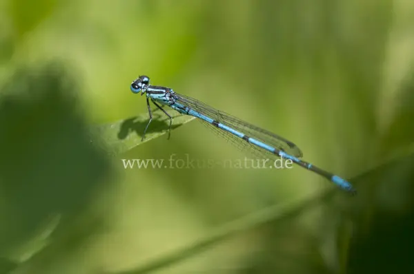 Fokus-Natur Bild