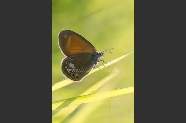 Fokus-Natur Bild