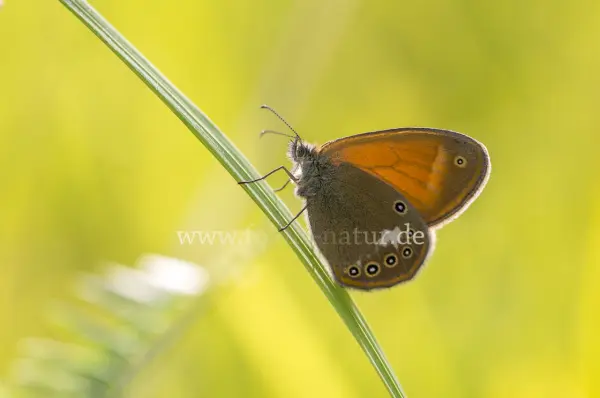 Fokus-Natur Bild