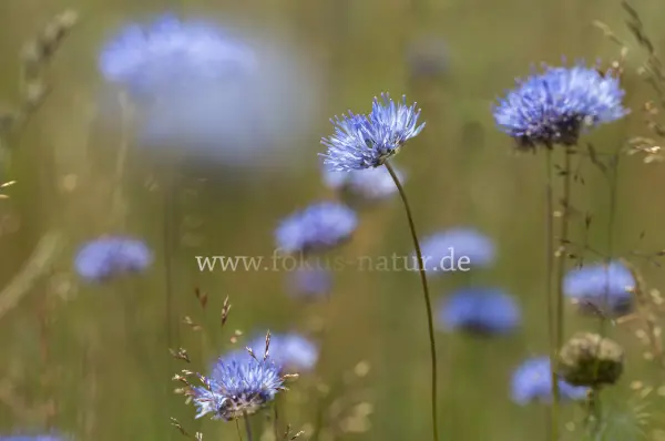 Fokus-Natur Bild