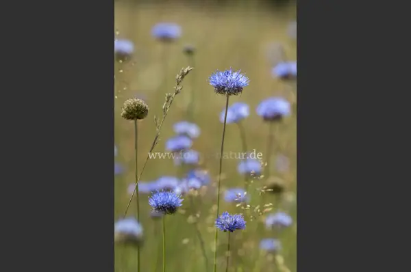 Fokus-Natur Bild