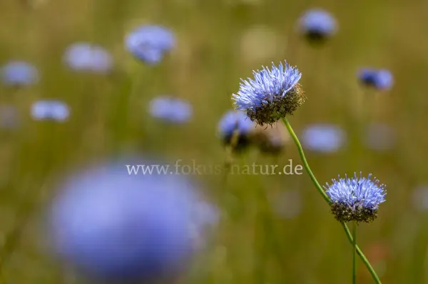 Fokus-Natur Bild
