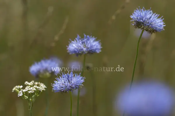 Fokus-Natur Bild