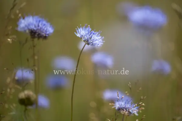 Fokus-Natur Bild