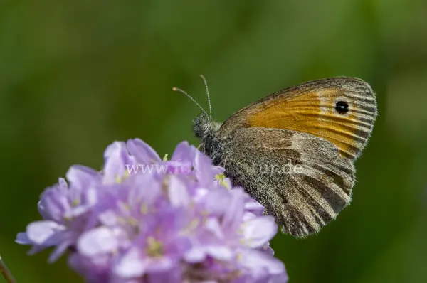 Fokus-Natur Bild