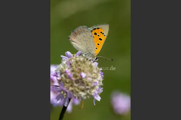 Fokus-Natur Bild