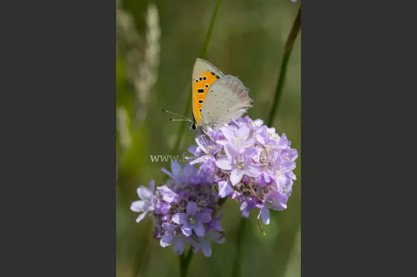 Fokus-Natur Bild