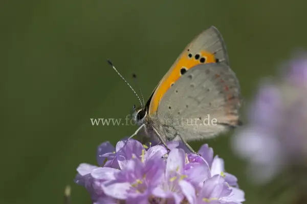 Fokus-Natur Bild