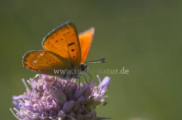 Fokus-Natur Bild